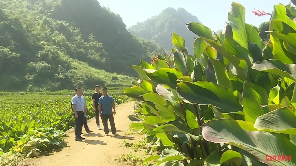 Mã số vùng trồng - "Chìa khóa vàng" nâng tầm giá trị nông sản Mã số vùng trồng - "Chìa khóa vàng" nâng tầm giá trị nông sản