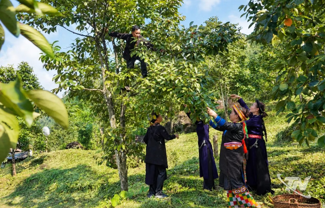 Mùa hồng trĩu quả trên đỉnh Khưa Phát Mùa hồng trĩu quả trên đỉnh Khưa Phát