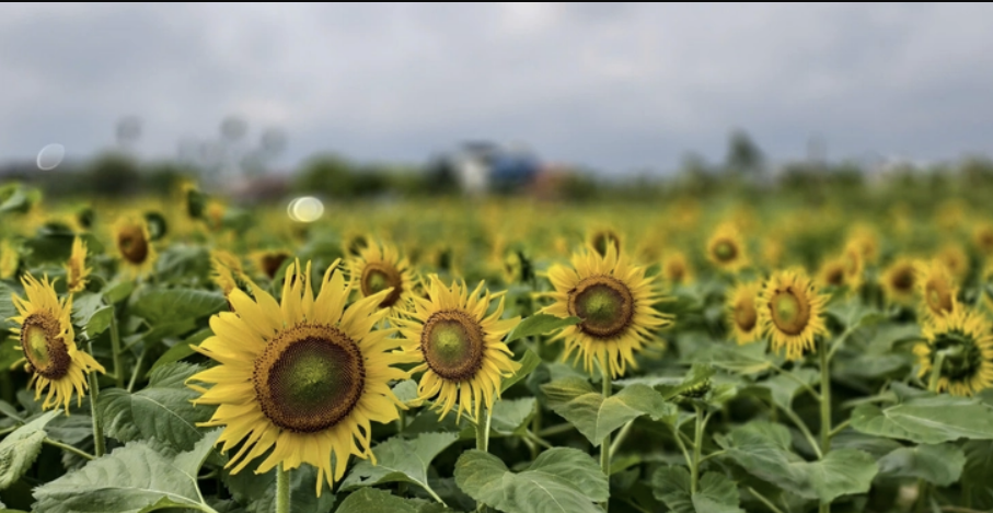 Biển vàng hướng dương đánh thức mùa xuân sớm ở Quảng Ngãi Biển vàng hướng dương đánh thức mùa xuân sớm ở Quảng Ngãi