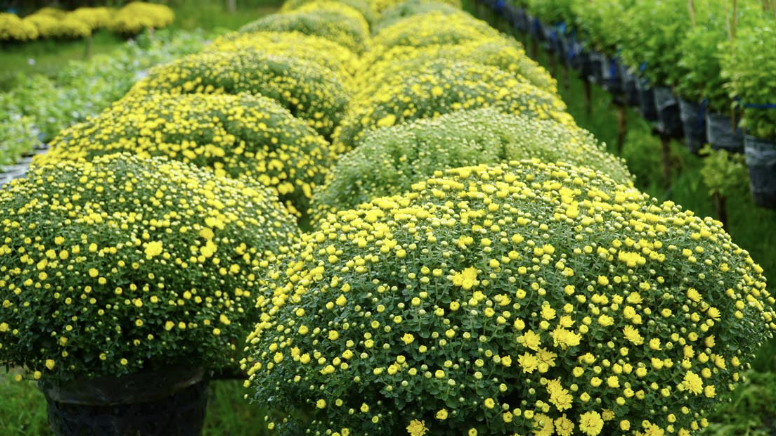 Cần Thơ sẵn sàng cung ứng 2 triệu chậu hoa ra thị trường Tết Bính Ngọ Cần Thơ sẵn sàng cung ứng 2 triệu chậu hoa ra thị trường Tết Bính Ngọ