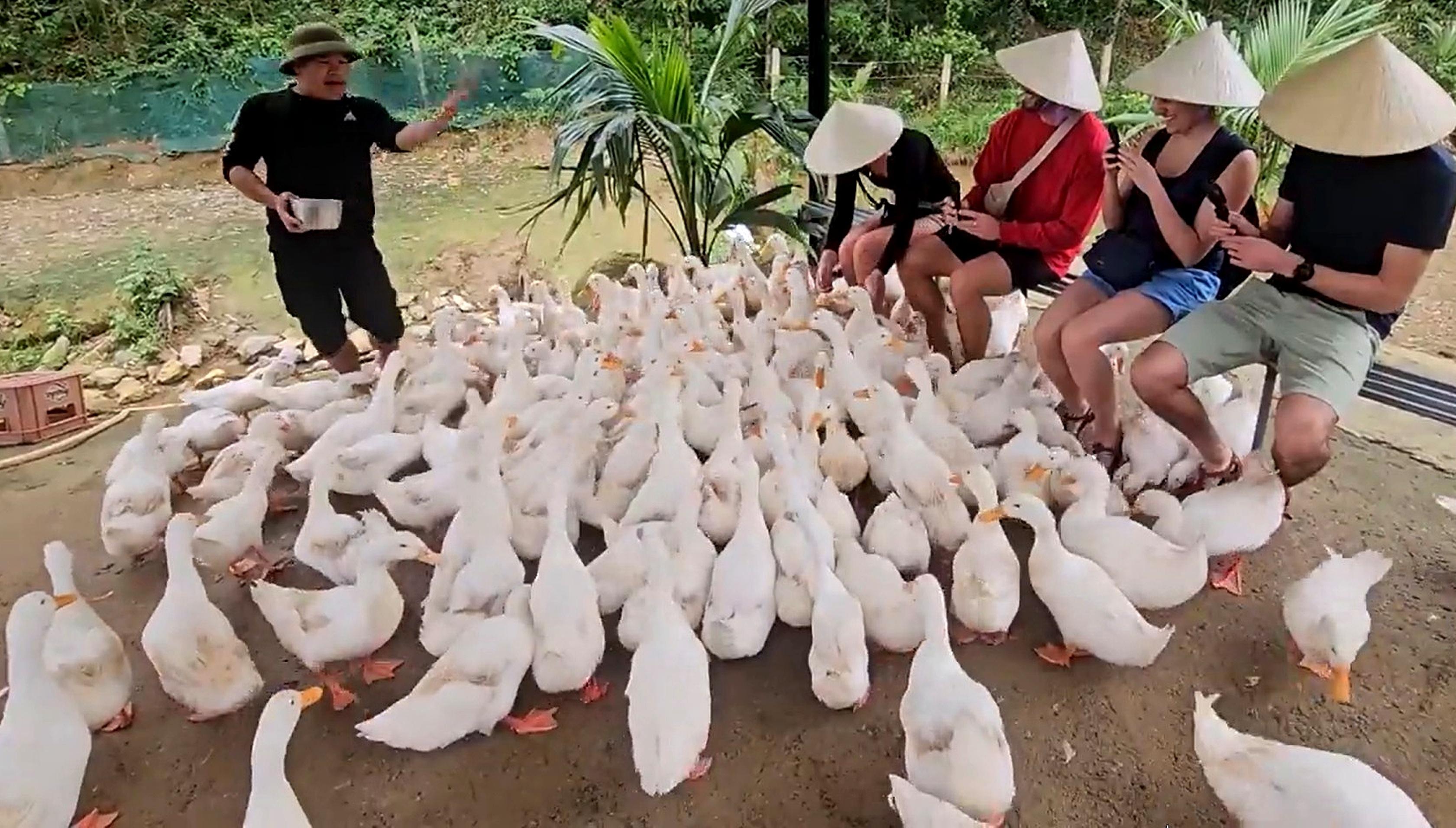 Trải nghiệm “massage vịt” độc đáo ở Phong Nha khiến du khách quốc tế mê thích Trải nghiệm “massage vịt” độc đáo ở Phong Nha khiến du khách quốc tế mê thích