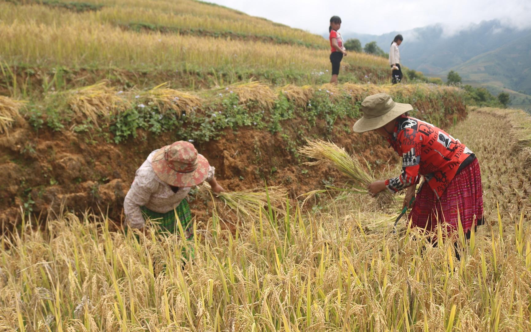 Phân bổ vốn ngân sách tại địa phương để xây dựng nông thôn mới và giảm nghèo bền vững giai đoạn 2026–2030 Phân bổ vốn ngân sách tại địa phương để xây dựng nông thôn mới và giảm nghèo bền vững giai đoạn 2026–2030