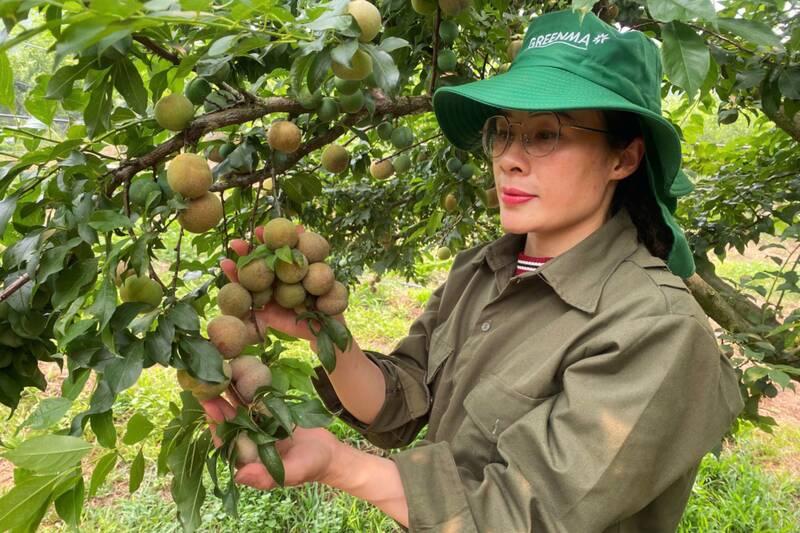 Mận trái vụ khan nguồn, kéo giá thị trường neo cao đầu mùa