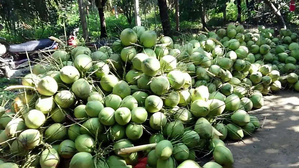 Vĩnh Long hướng tới xuất khẩu tỷ USD, nâng tầm giá trị ngành dừa