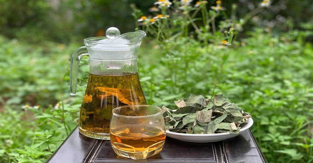 Vì sao lá sen là vị thuốc quý nhưng bị người Việt lãng quên?