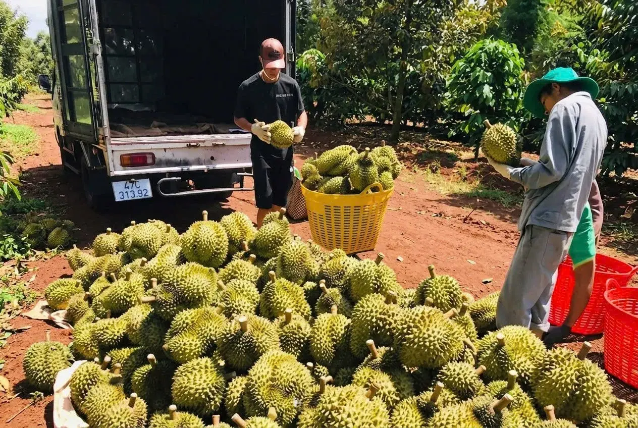 Cadimi trong sầu riêng có phải hồi chuông cho ngành tỷ USD?