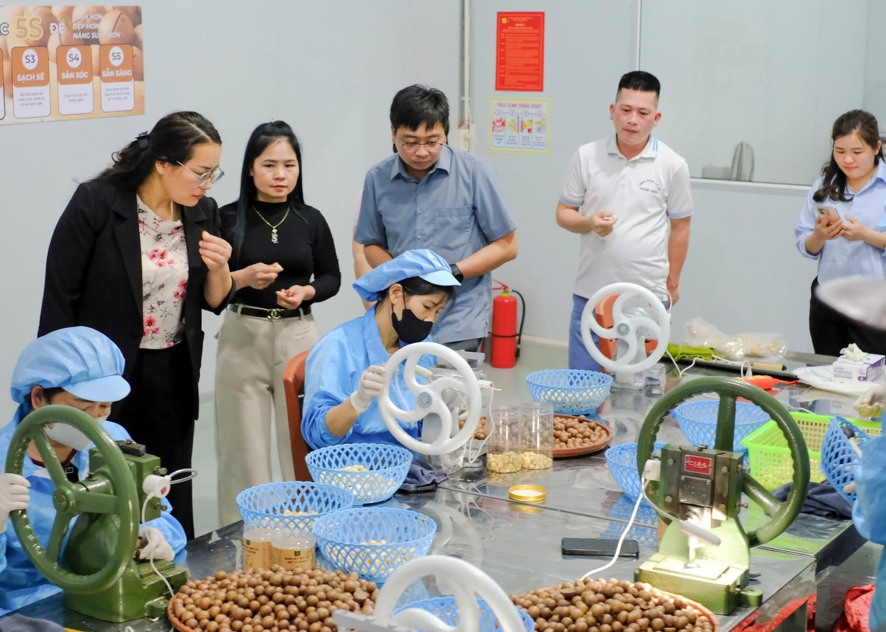 Mắc ca mở rộng dư địa nâng tầm giá trị sản phẩm