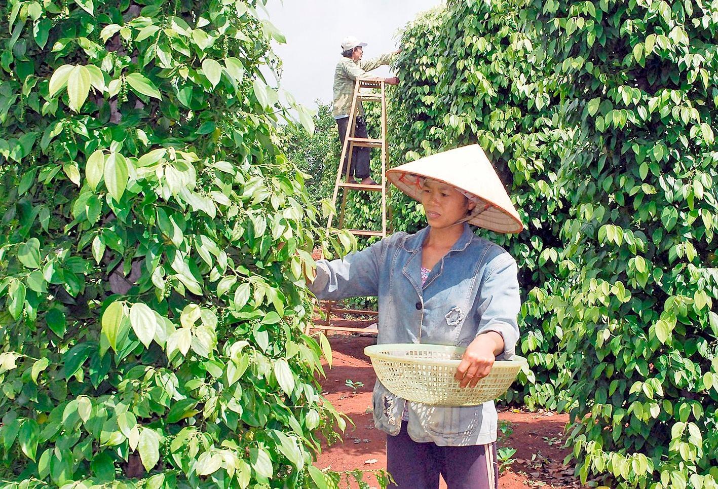 Xuất khẩu hồ tiêu tăng trưởng nhưng đối mặt nhiều rủi ro Xuất khẩu hồ tiêu tăng trưởng nhưng đối mặt nhiều rủi ro