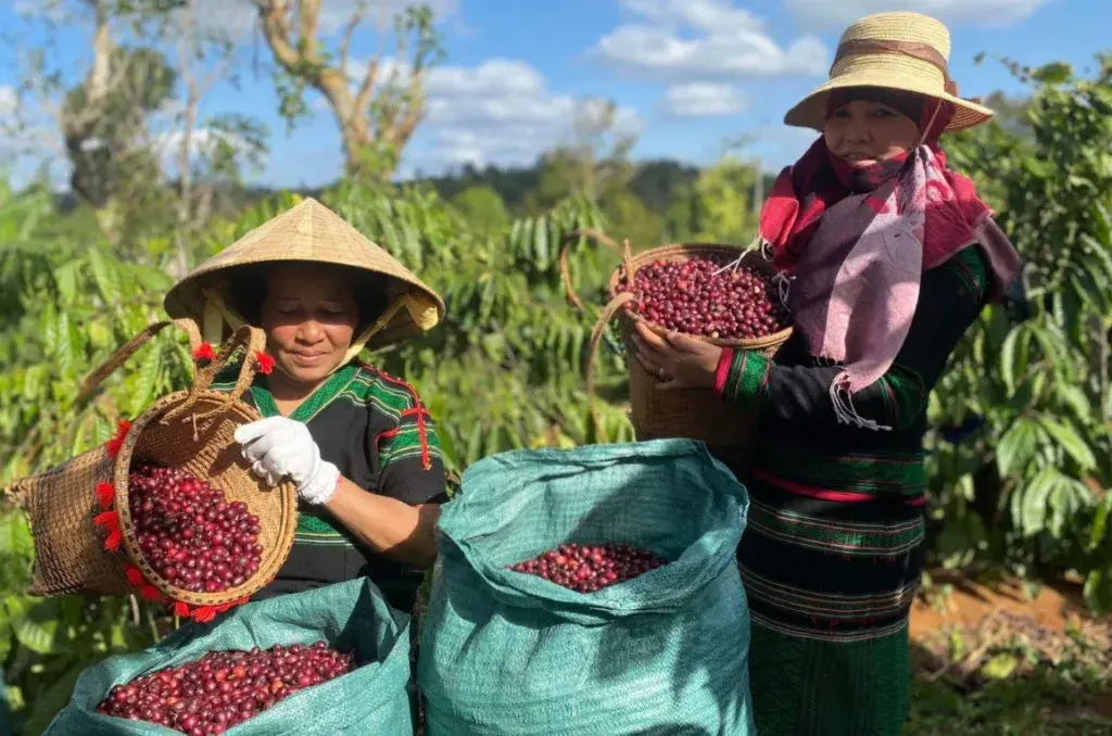 Mỗi lô nông sản Việt nhập khẩu vào EU cần có "giấy khai sinh"