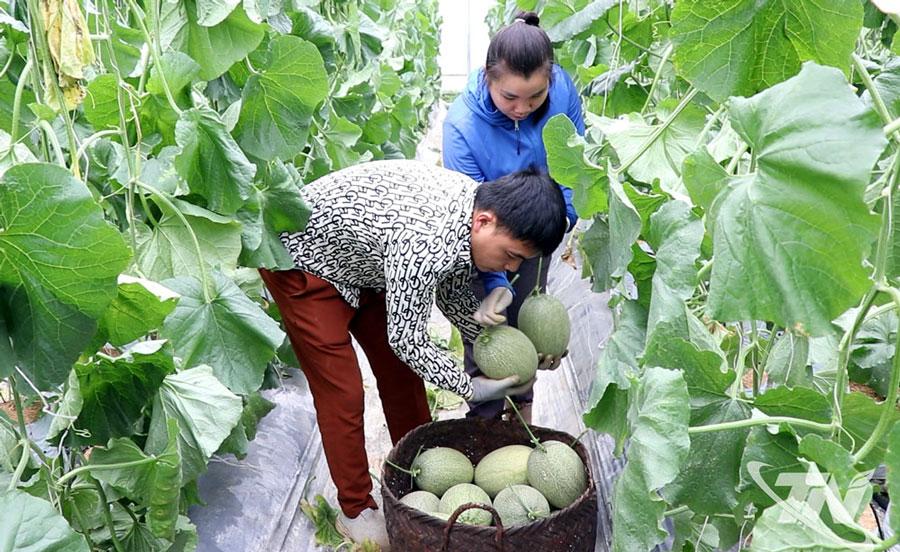 Từ ruộng kém hiệu quả đến mô hình dưa lưới công nghệ cao Từ ruộng kém hiệu quả đến mô hình dưa lưới công nghệ cao