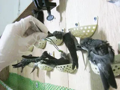 Bài 2: Những khoảng trống quản lý và góc khuất trong phát triển nghề nuôi yến