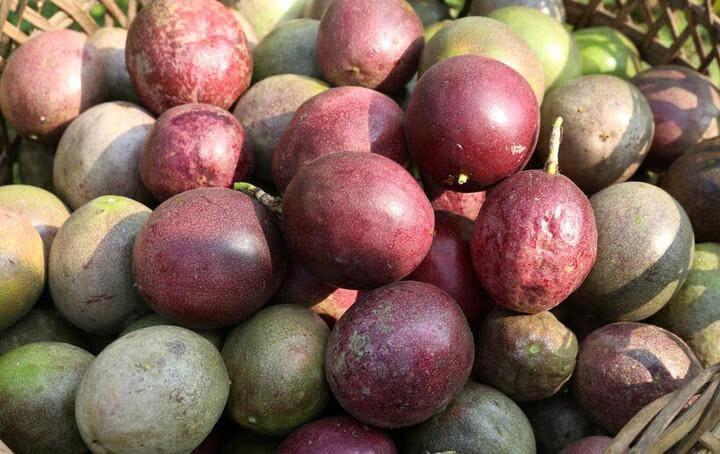 Loại quả bình dân bán đầy ngoài chợ giá chỉ từ 25.000 đồng/kg, vị chua chua ngọt ngọt: Ở Châu Âu thành 'hàng hot', Việt Nam thu về hơn 116 triệu USD Loại quả bình dân bán đầy ngoài chợ giá chỉ từ 25.000 đồng/kg, vị chua chua ngọt ngọt: Ở Châu Âu thành 'hàng hot', Việt Nam thu về hơn 116 triệu USD