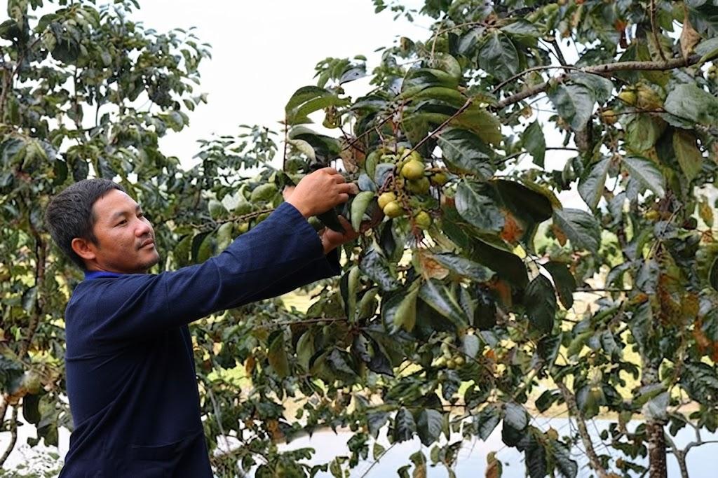 Đậm đà hương vị hồng không hạt Xuân Vân mỗi độ thu về Đậm đà hương vị hồng không hạt Xuân Vân mỗi độ thu về