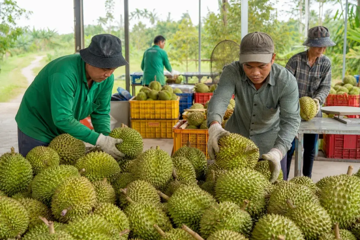Sầu riêng Việt muốn đi xa phải vững từ vùng trồng Sầu riêng Việt muốn đi xa phải vững từ vùng trồng