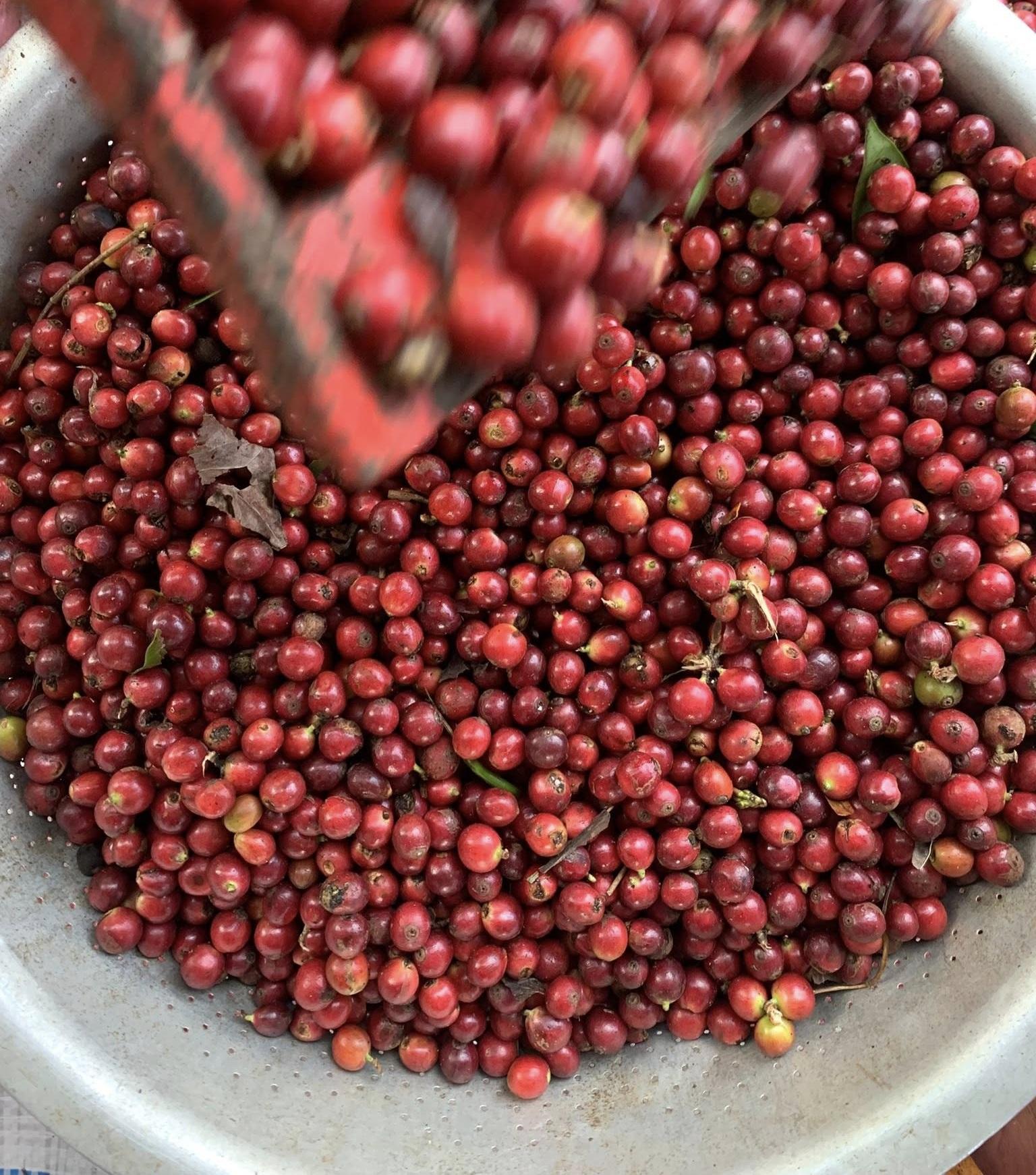 Cà phê mít Khe Sanh khởi sắc trong vụ mới, mở ra kỳ vọng cho người trồng