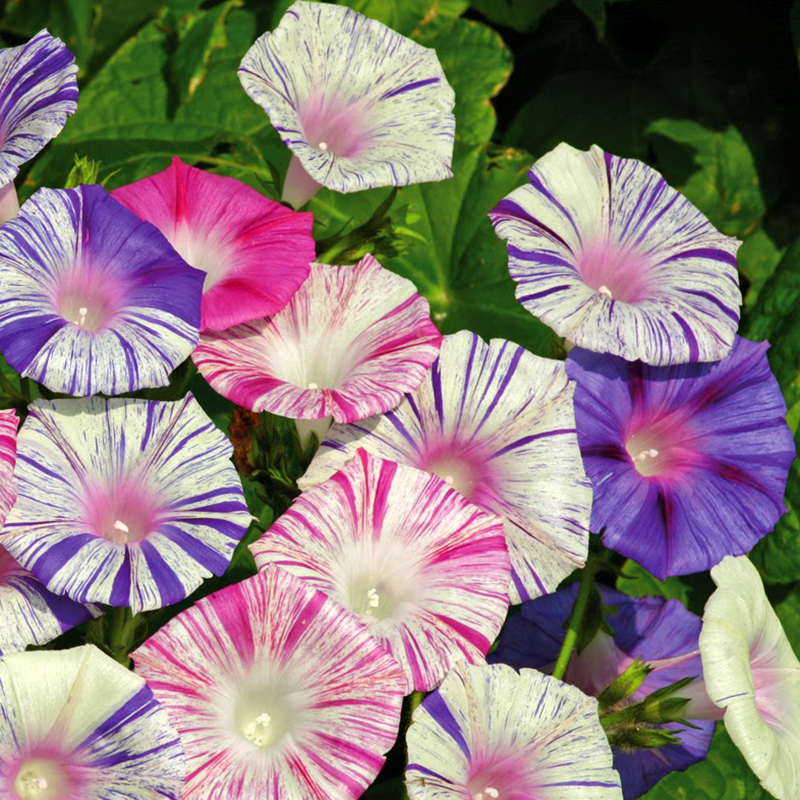 9 loại cây nên trồng trước cửa nhà để hút tài lộc, tăng vượng khí