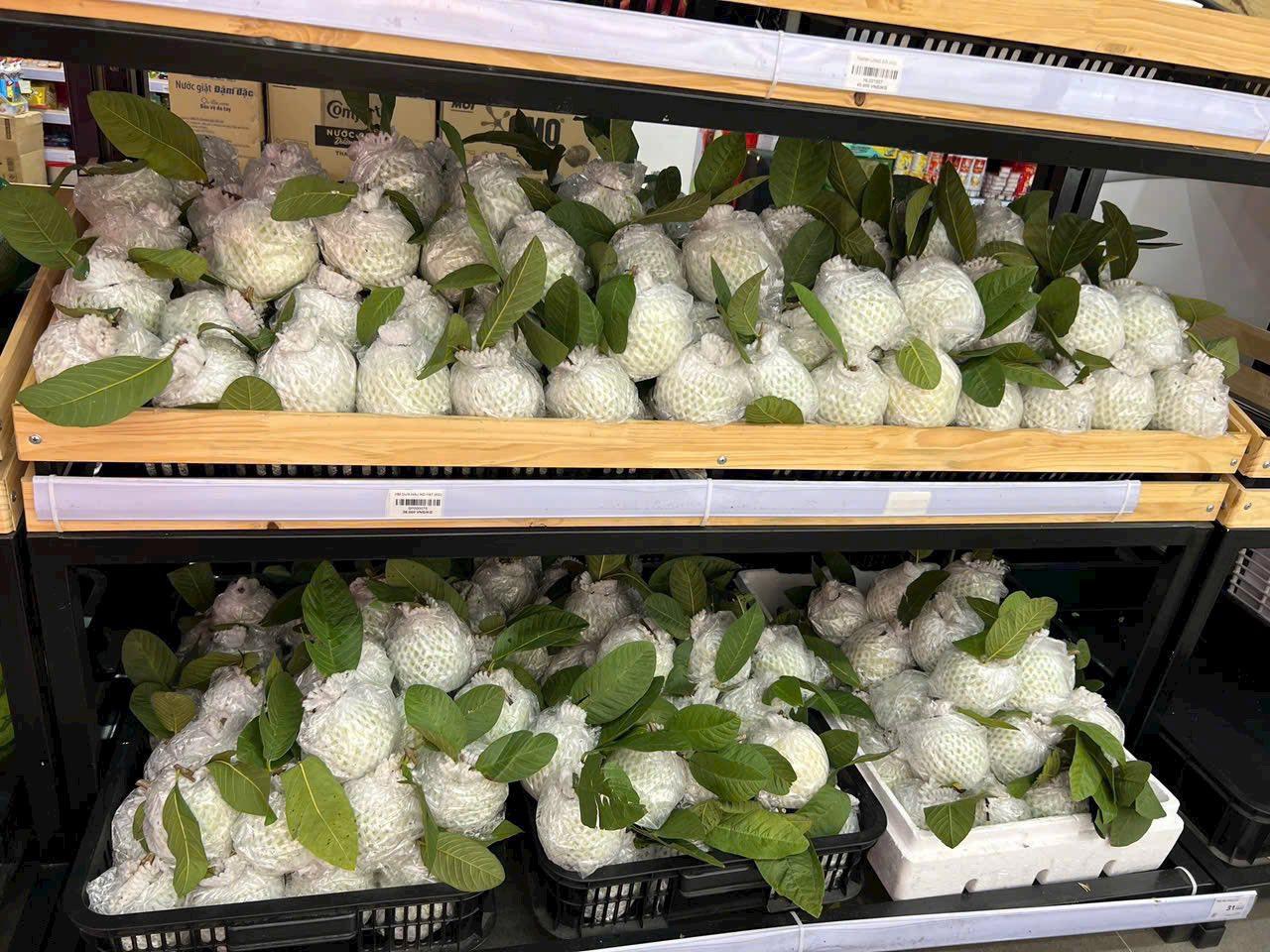 Đánh thức tiềm năng vùng ổi Hoành Bồ bằng "luồng gió" liên kết Đánh thức tiềm năng vùng ổi Hoành Bồ bằng "luồng gió" liên kết