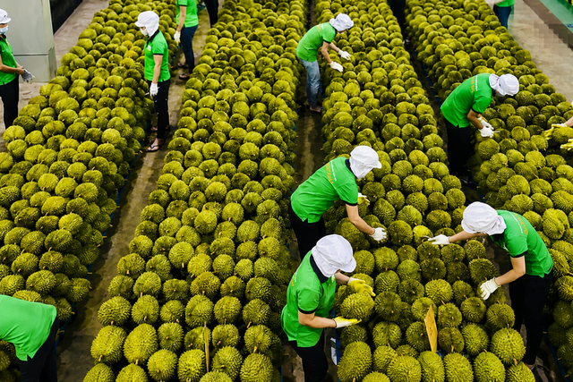 Sầu riêng Việt Nam hướng tới thị trường tỷ dân Ấn Độ