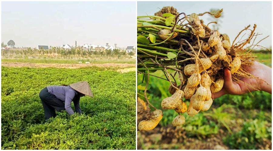 Hành trình cây lạc phát triển thành sản phẩm OCOP Hành trình cây lạc phát triển thành sản phẩm OCOP