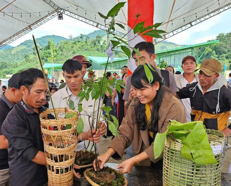 Sâm Ngọc Linh là "quốc bảo", vì sao vẫn mờ nhạt trên bản đồ dược liệu thế giới? Sâm Ngọc Linh là "quốc bảo", vì sao vẫn mờ nhạt trên bản đồ dược liệu thế giới?