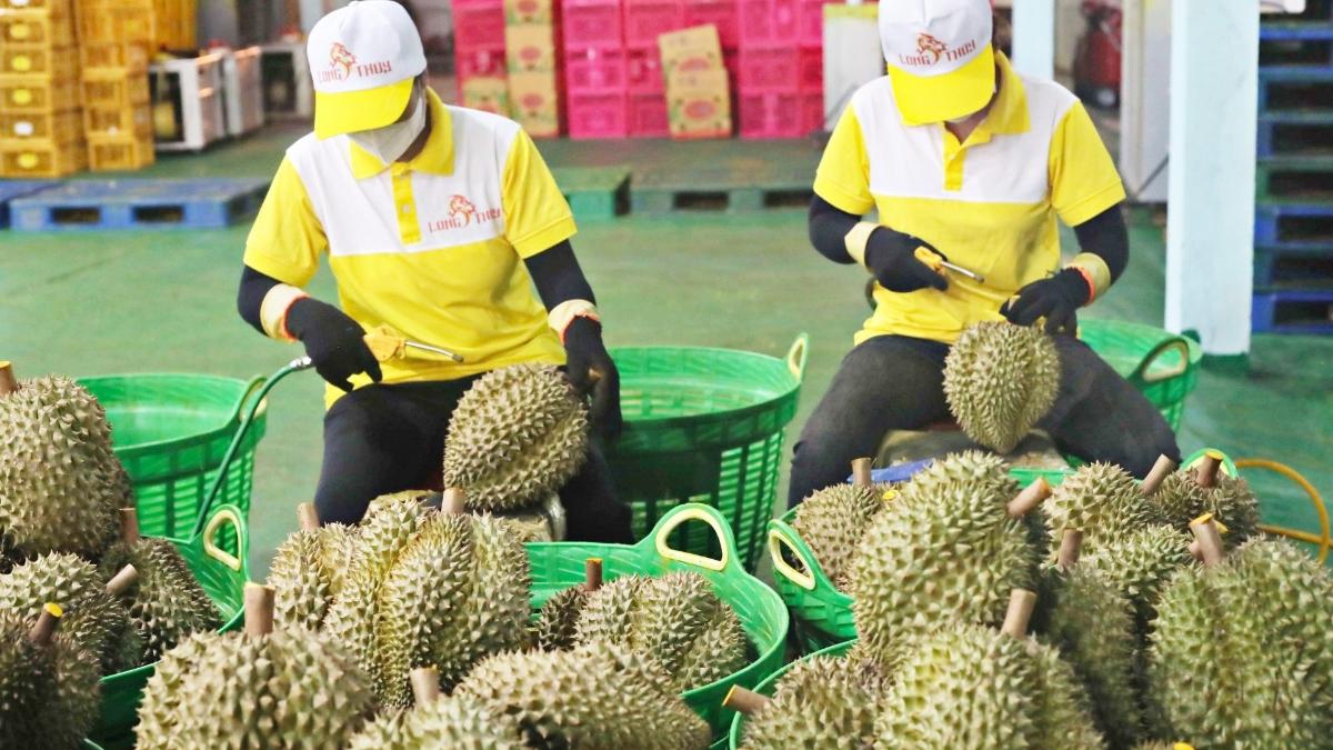Cục Hải quan ra "lệnh khẩn" ưu tiên thông quan sầu riêng ngay trong ngày Cục Hải quan ra "lệnh khẩn" ưu tiên thông quan sầu riêng ngay trong ngày
