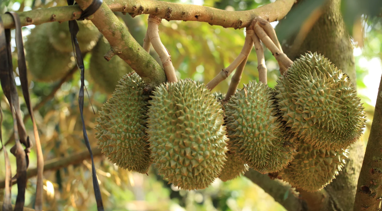 Hàng rào SPS siết chặt, nông sản Việt trước cửa ải mới