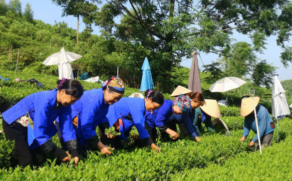 Hành trình thoát nghèo bền vững từ cây chè