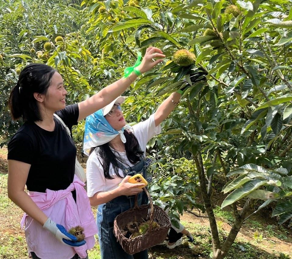 Những vườn dẻ Lạng Sơn vào mùa thu hái, người dân thêm thu nhập
