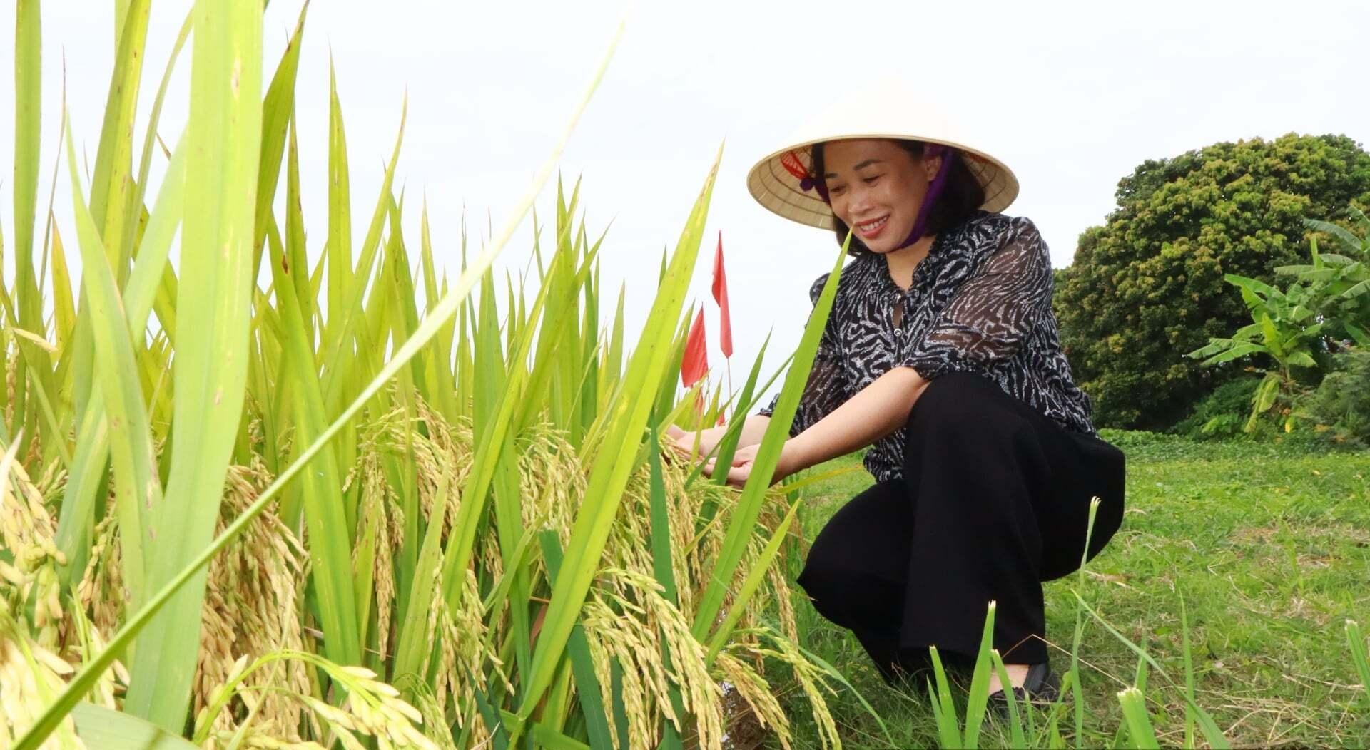 Thị trường gạo thế giới trước những sức ép mới