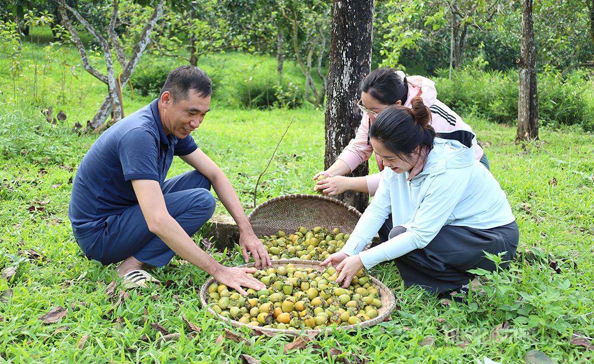 Rộn ràng mùa thu hoạch hồng không hạt trên đất Xuân Vân