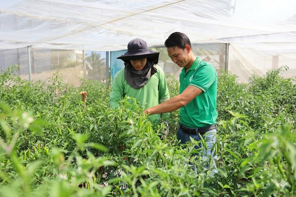 Rau gia vị Việt và hành trình chinh phục thị trường châu Âu