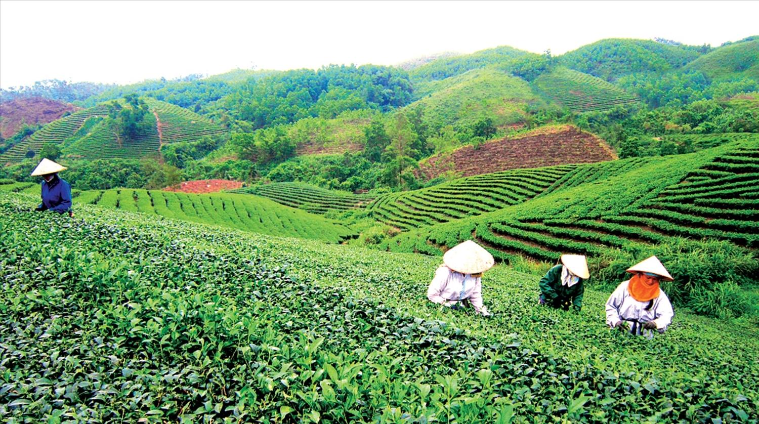 Quảng Ninh ghi dấu ấn vượt trội cho sản phẩm OCOP bản địa