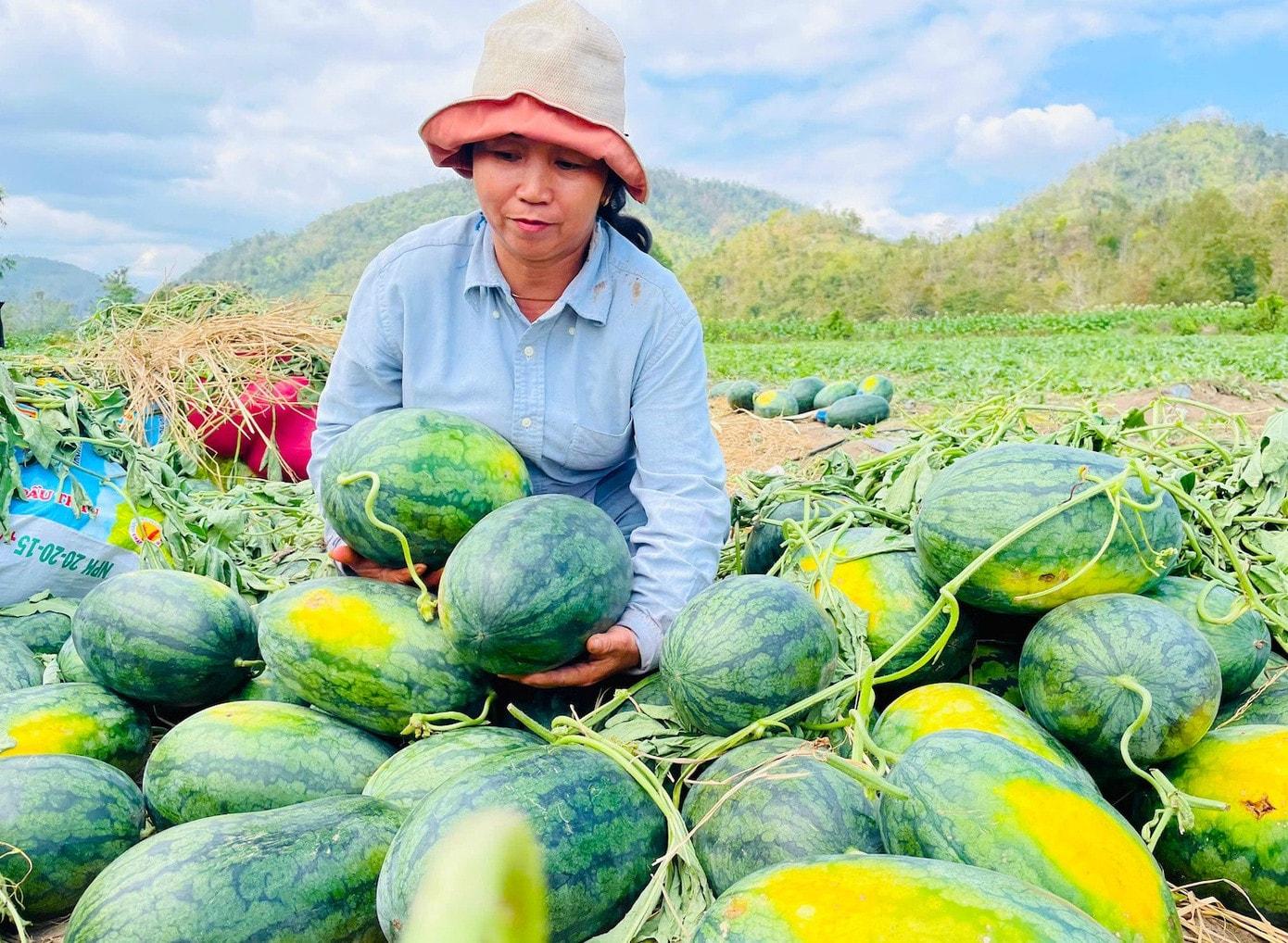 Giá nông sản hạ nhiệt, nhiều mặt hàng về mức vài nghìn đồng/kg