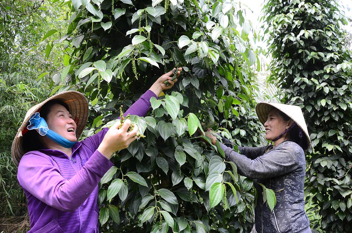 Xuất khẩu hồ tiêu đối mặt lừa đảo, doanh nghiệp Việt mất gần 600.000 USD