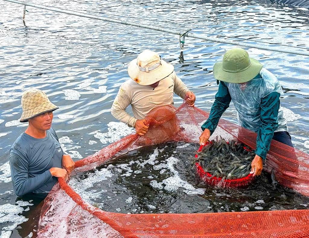 Việt Nam giữ vững vị thế top 3 xuất khẩu thủy sản thế giới
