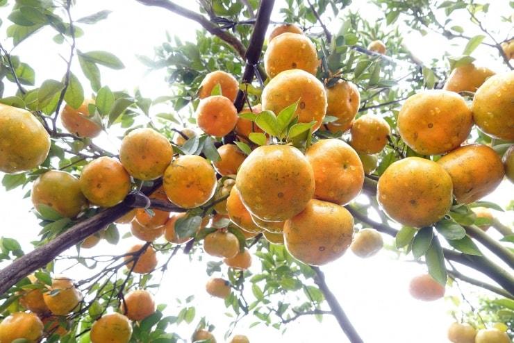 Quýt hồng Lai Vung: Khi nhà vườn tự mở “đầu ra” bằng du lịch trải nghiệm