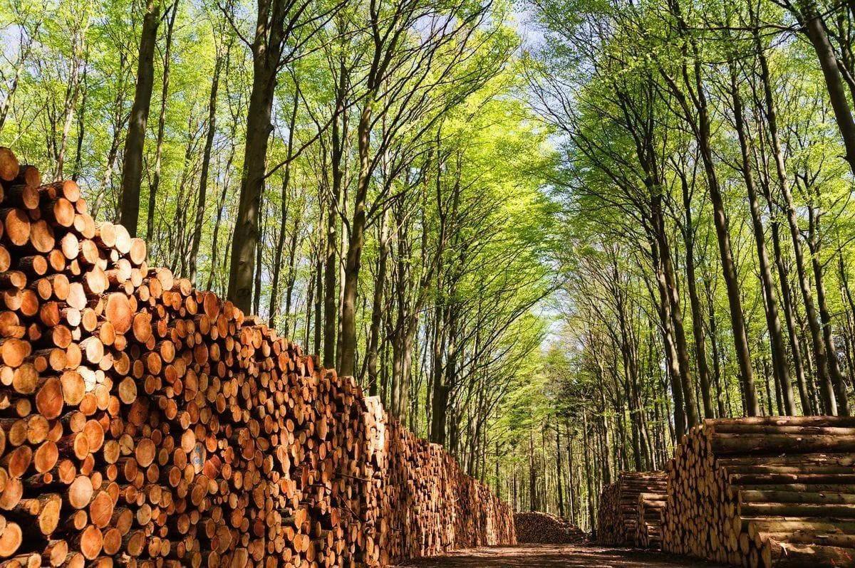 Hoàn thiện VNTLAS: Nâng tầm quản trị gỗ hợp pháp, củng cố vị thế ngành gỗ Việt Nam