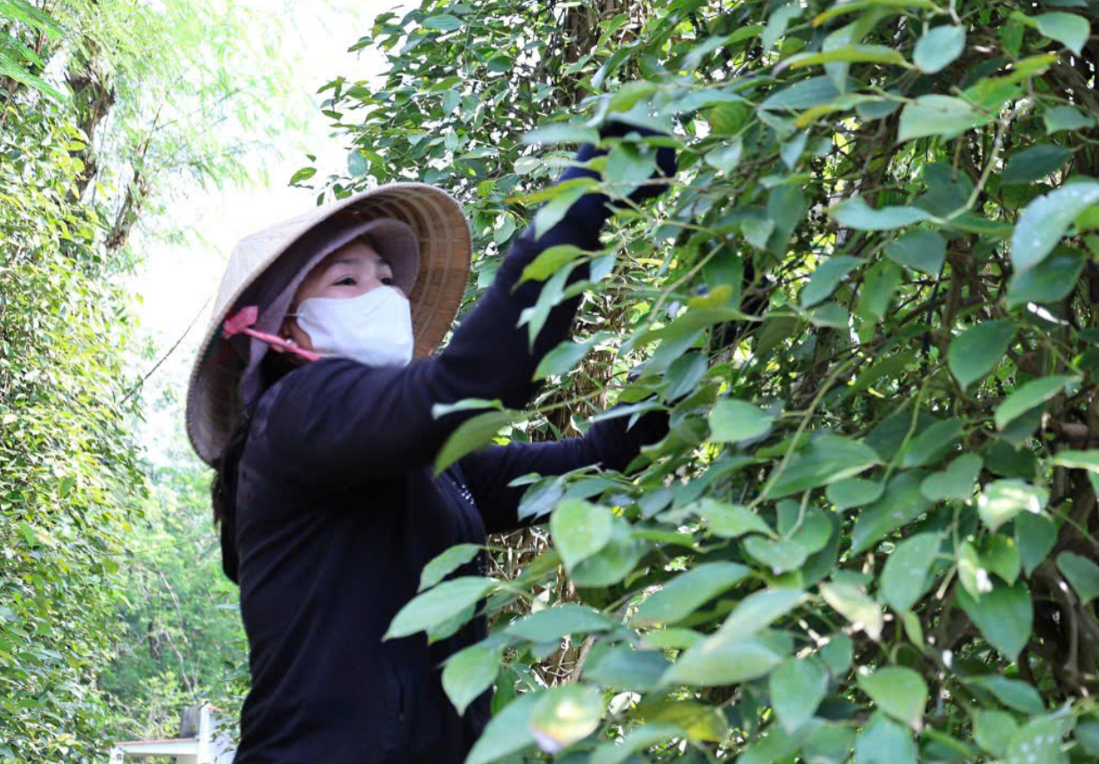 Nông dân Đồng Nai chủ động tìm hướng đi bền vững cho hạt tiêu