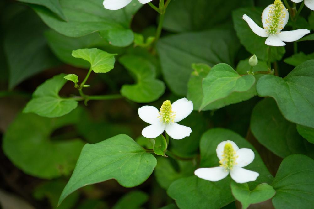 Loại rau mọc dại đầy đường, 'phải bịt mũi khi ăn' nhưng lại là trợ thủ thải độc gan cực tốt
