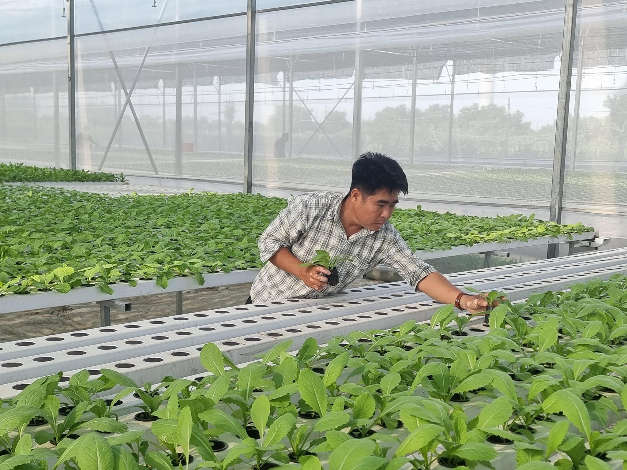 TP. Hồ Chí Minh đặt mục tiêu nâng tỷ trọng rau công nghệ cao lên 70% TP. Hồ Chí Minh đặt mục tiêu nâng tỷ trọng rau công nghệ cao lên 70%