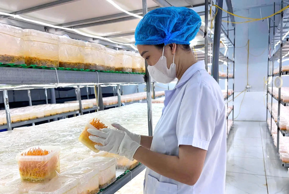 Đổi mới công nghệ mở lối vươn xa cho sản phẩm OCOP Đổi mới công nghệ mở lối vươn xa cho sản phẩm OCOP