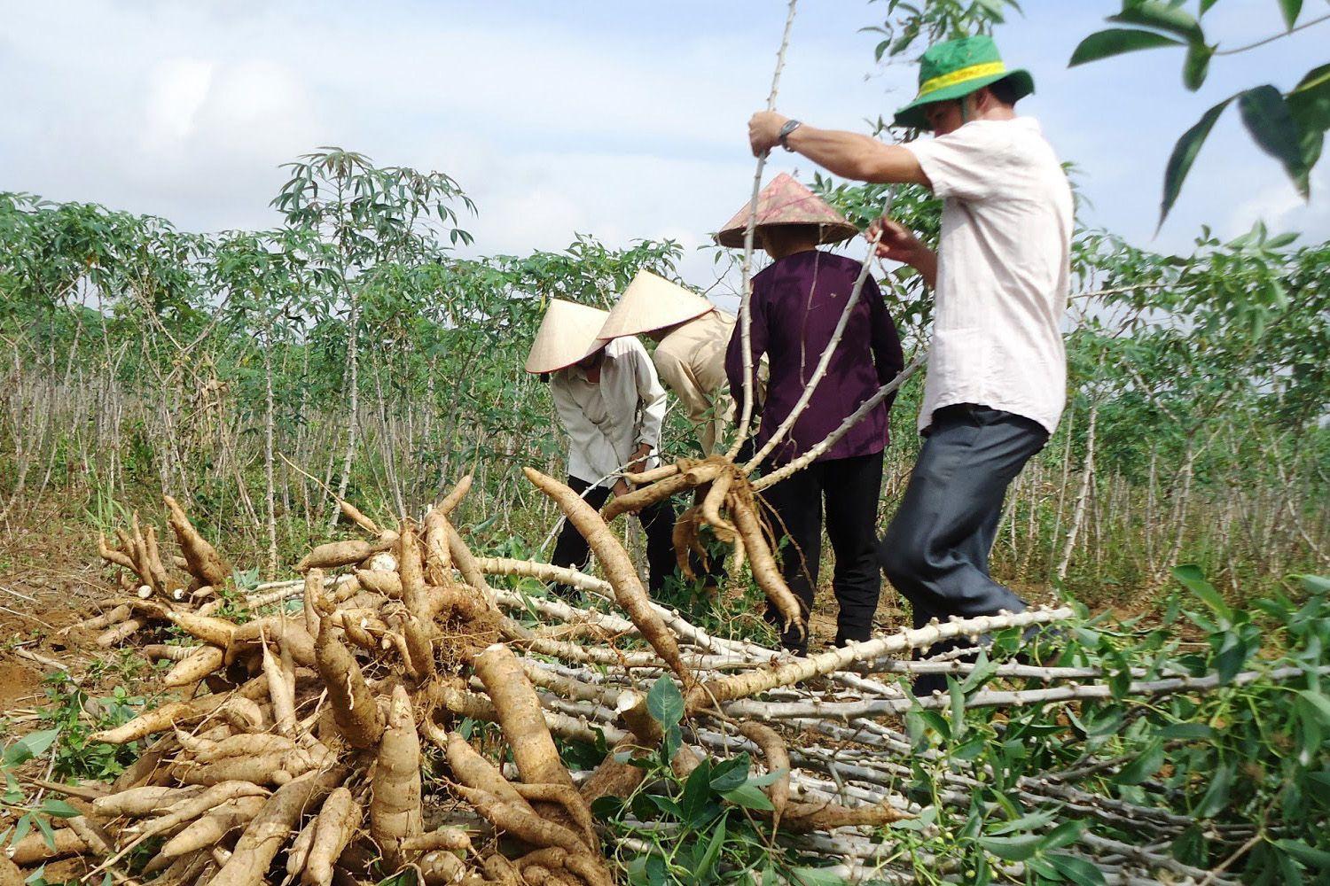 Từng chật vật vì rớt giá, vựa nguyên liệu khổng lồ của Việt Nam bất ngờ thu gần nửa tỷ đô chỉ nhờ thay đổi một công đoạn sau thu hoạch