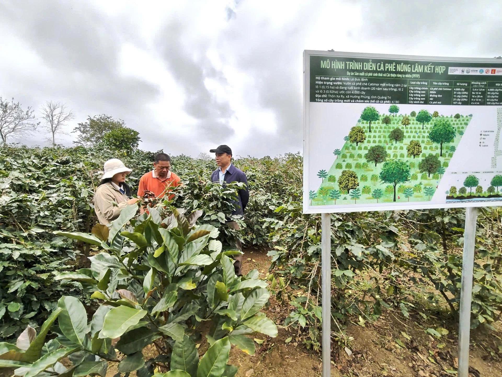 Mang rừng về vườn, nông dân Quảng Trị thu lợi trăm triệu mỗi mùa
