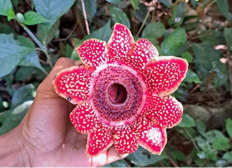 Phát hiện loài thực vật ký sinh nguy cấp Địa nhãn Himalaya tại Phong Nha – Kẻ Bàng