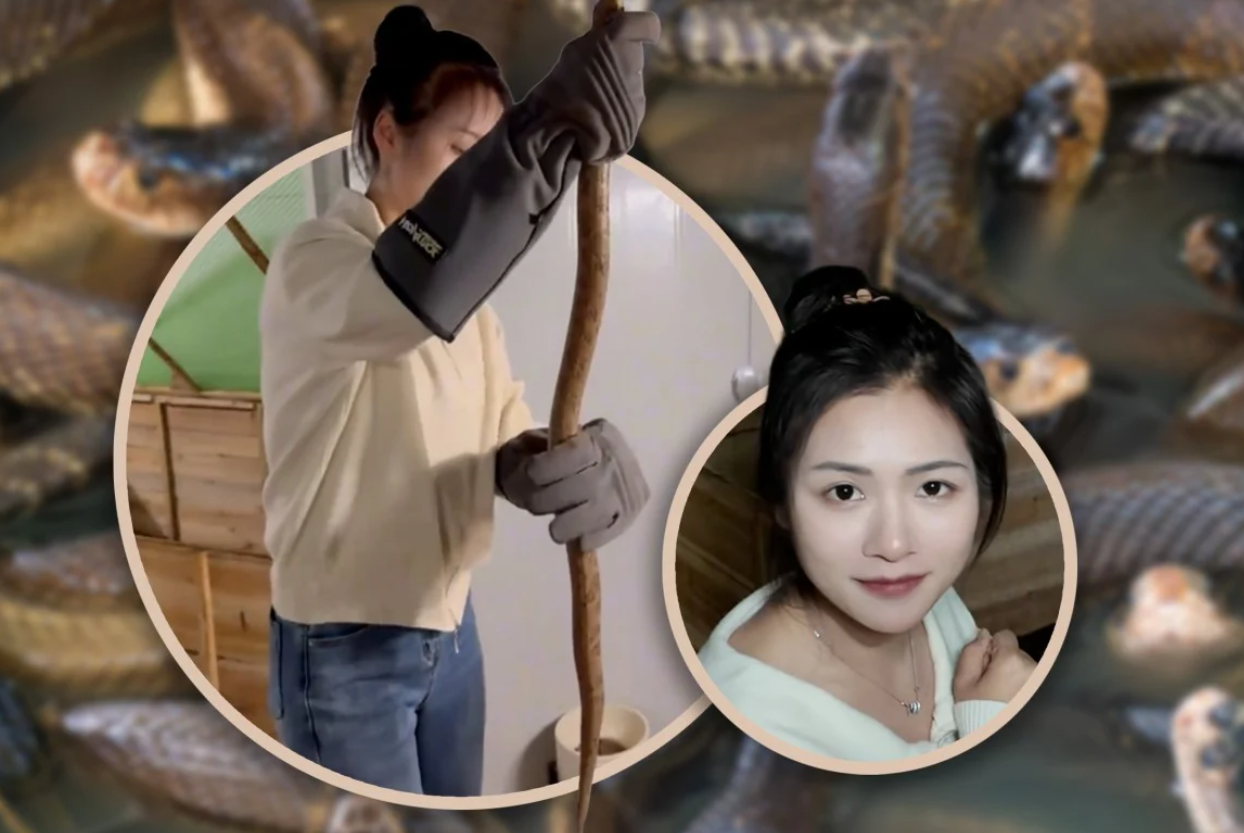 Bỏ phố về quê nuôi 60.000 con rắn độc, cô gái trẻ kiếm về gần 4 tỷ đồng/năm