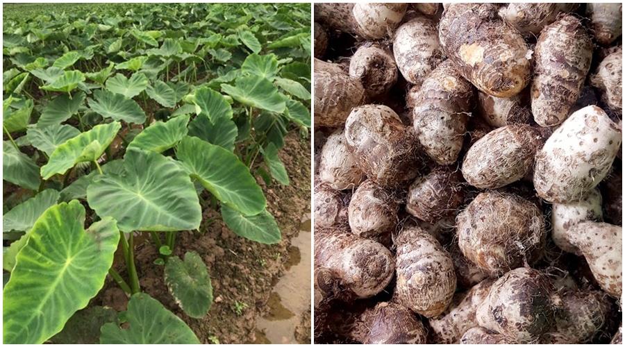 Khoai sọ – siêu thực phẩm giàu canxi mùa hè Khoai sọ – siêu thực phẩm giàu canxi mùa hè
