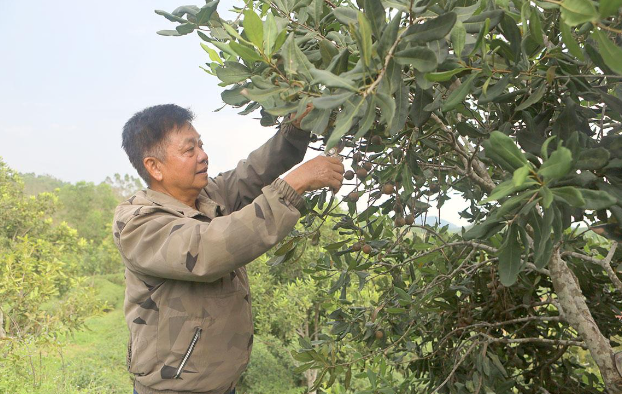Tâm huyết của người cán bộ cơ sở với thương hiệu nông sản quê hương