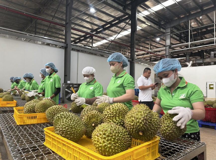 Sầu riêng Việt Nam trước yêu cầu chuyển mình từ lượng sang chất Sầu riêng Việt Nam trước yêu cầu chuyển mình từ lượng sang chất