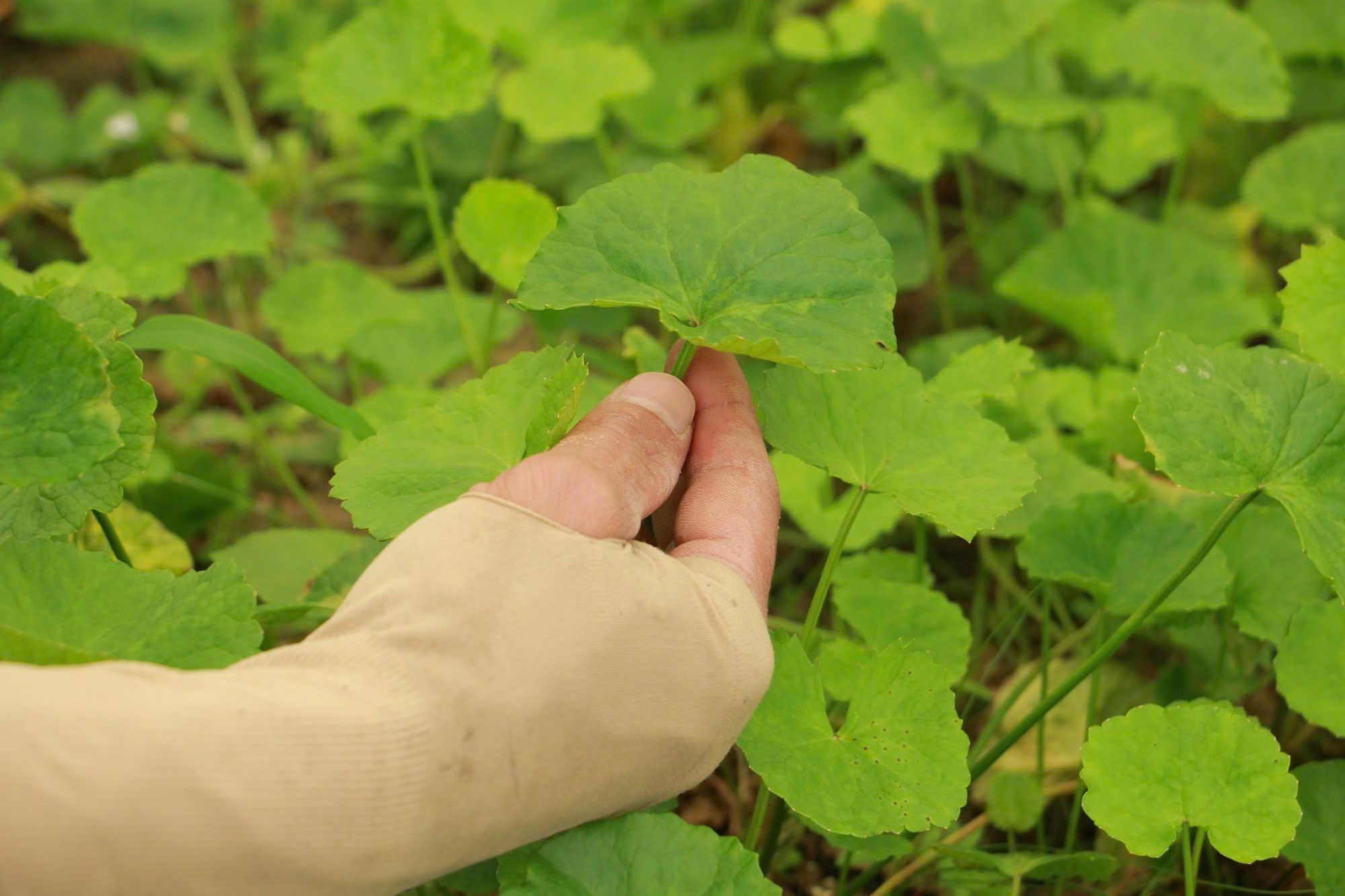 Thanh Hóa: Trồng rau má trong nhà màng, nông dân tạo nguồn thu nhập bền vững