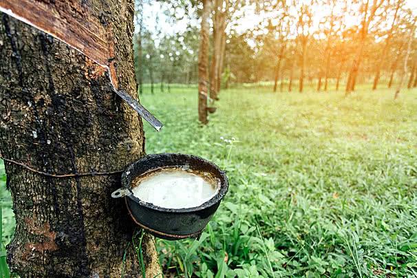 pngtree-rubber-tree-and-bowl-filled-with-latex-background-thailand-park-photo-image_31421938_1776759102.jpg